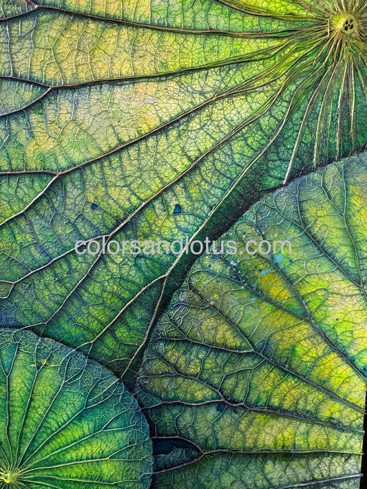 Tableau Lotus 30 cm x 90 cm x 2 - Diptyque