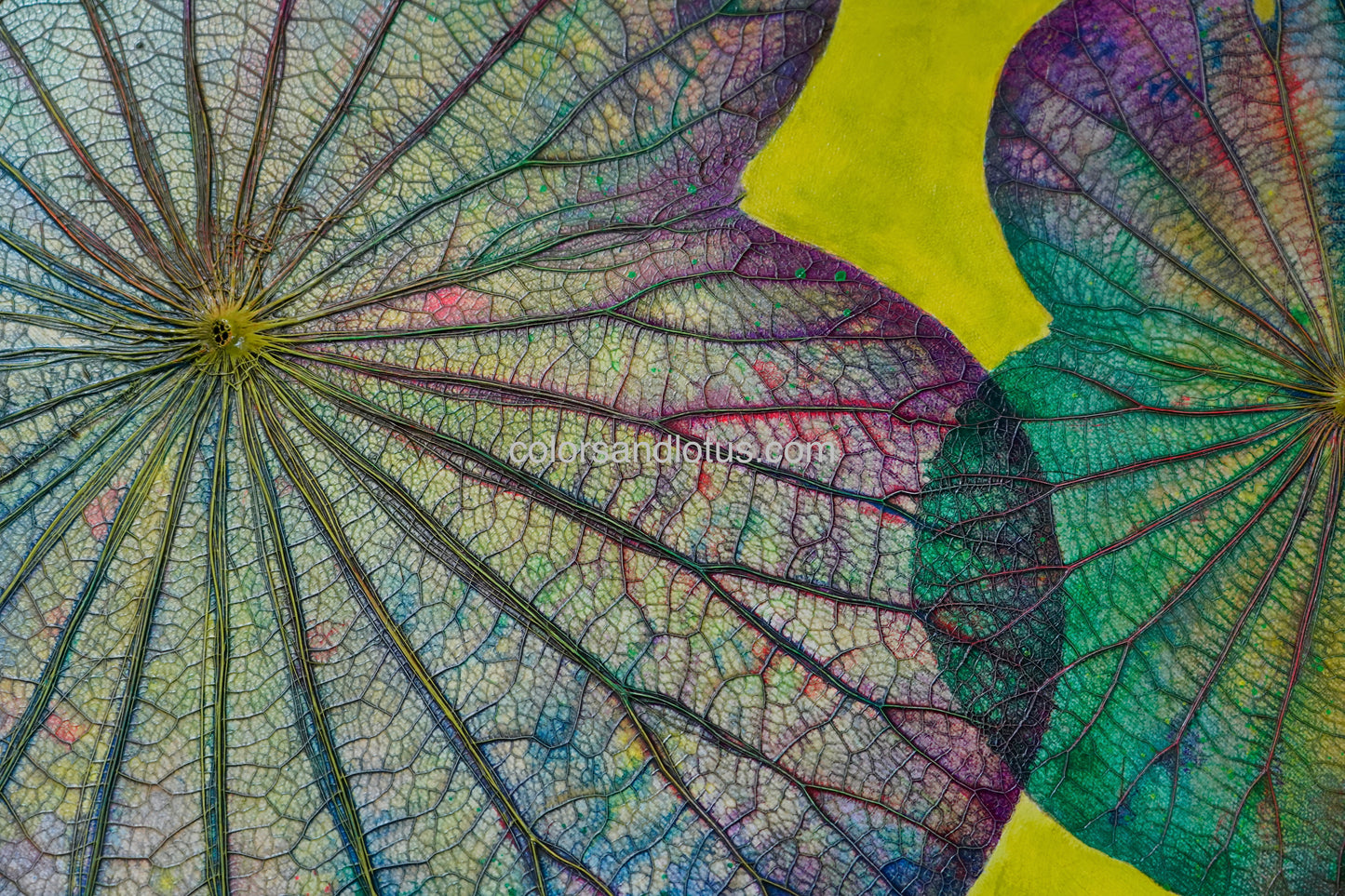 Lotus round painting diameter 70 cm