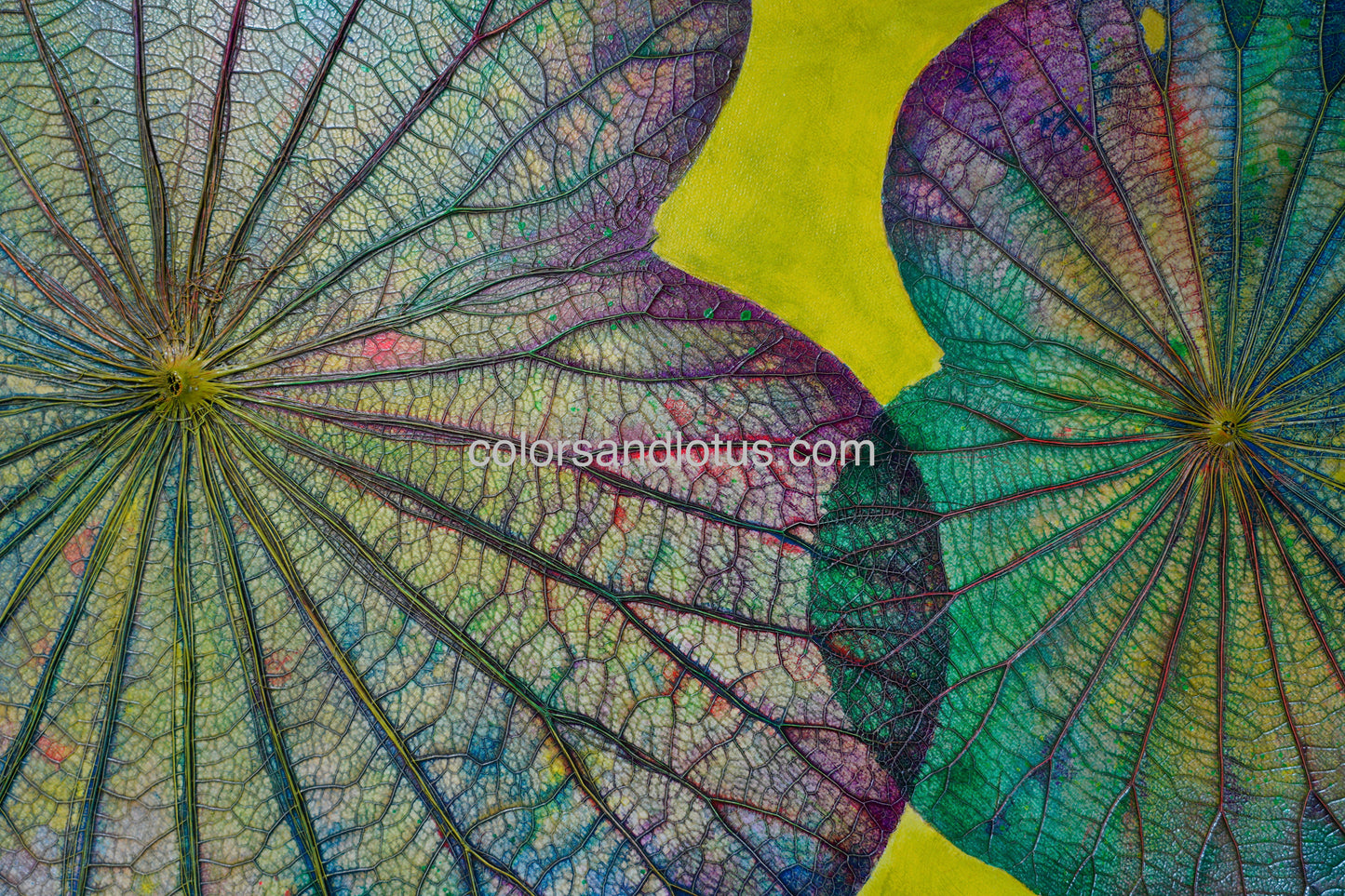 Lotus round painting diameter 70 cm