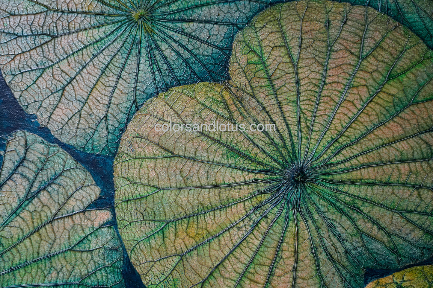 Tableau Lotus 40 cm x 40 cm vert