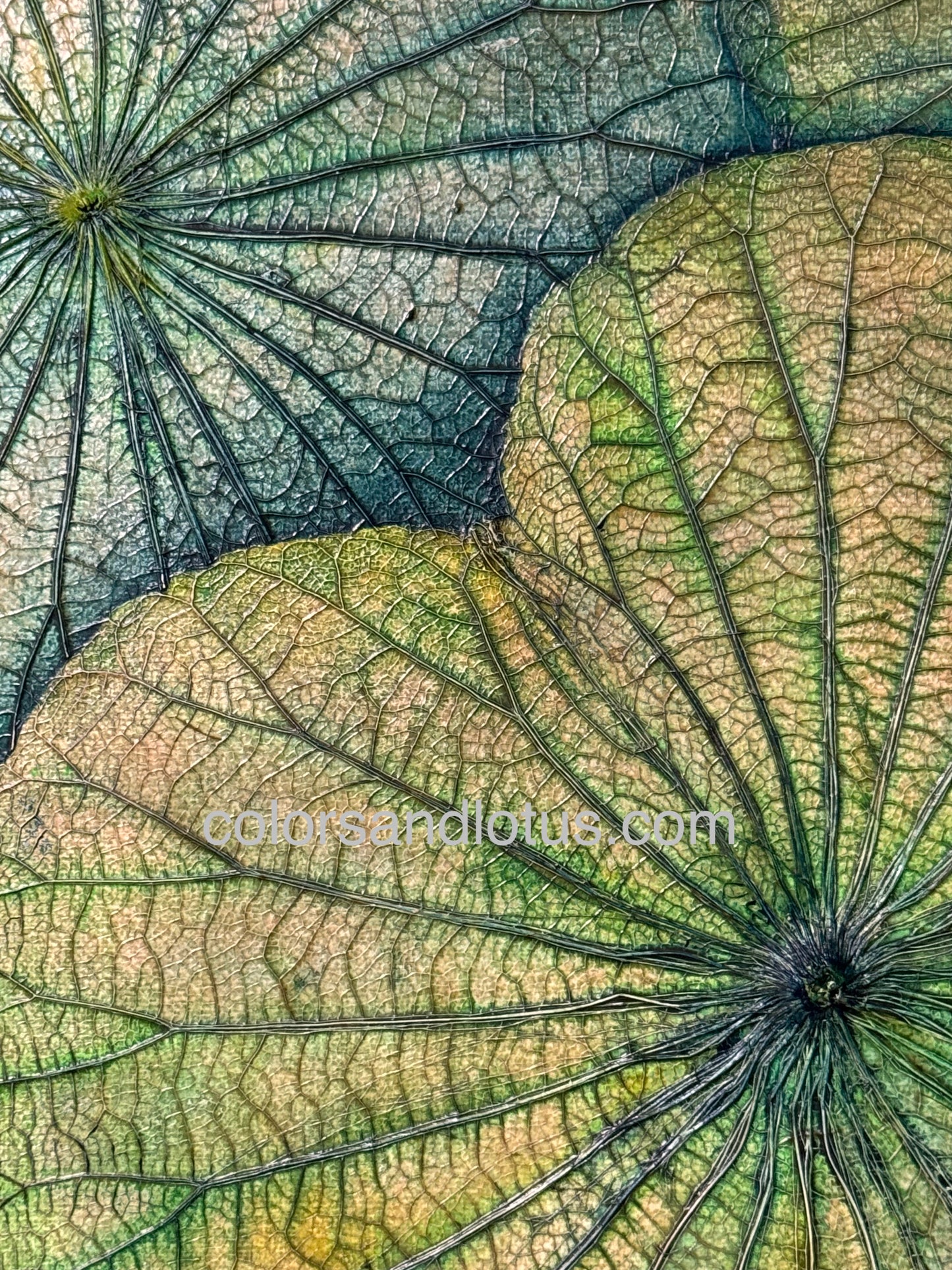 Tableau Lotus 40 cm x 40 cm vert