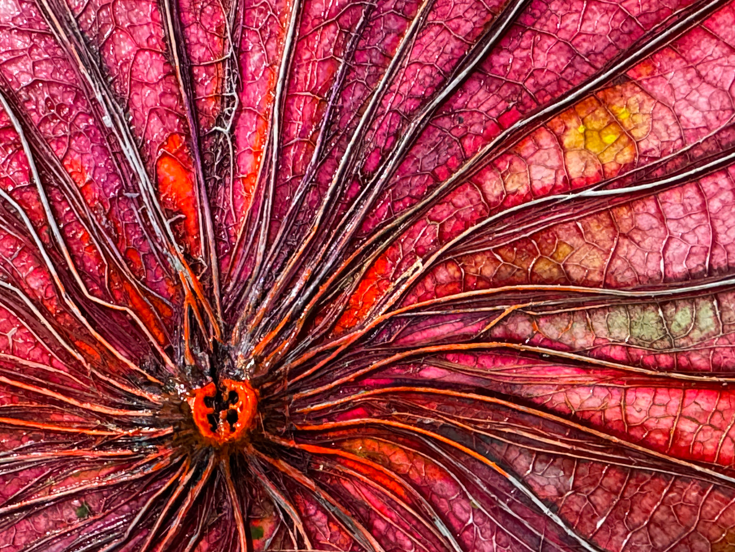 Lotus round painting diameter 50 cm