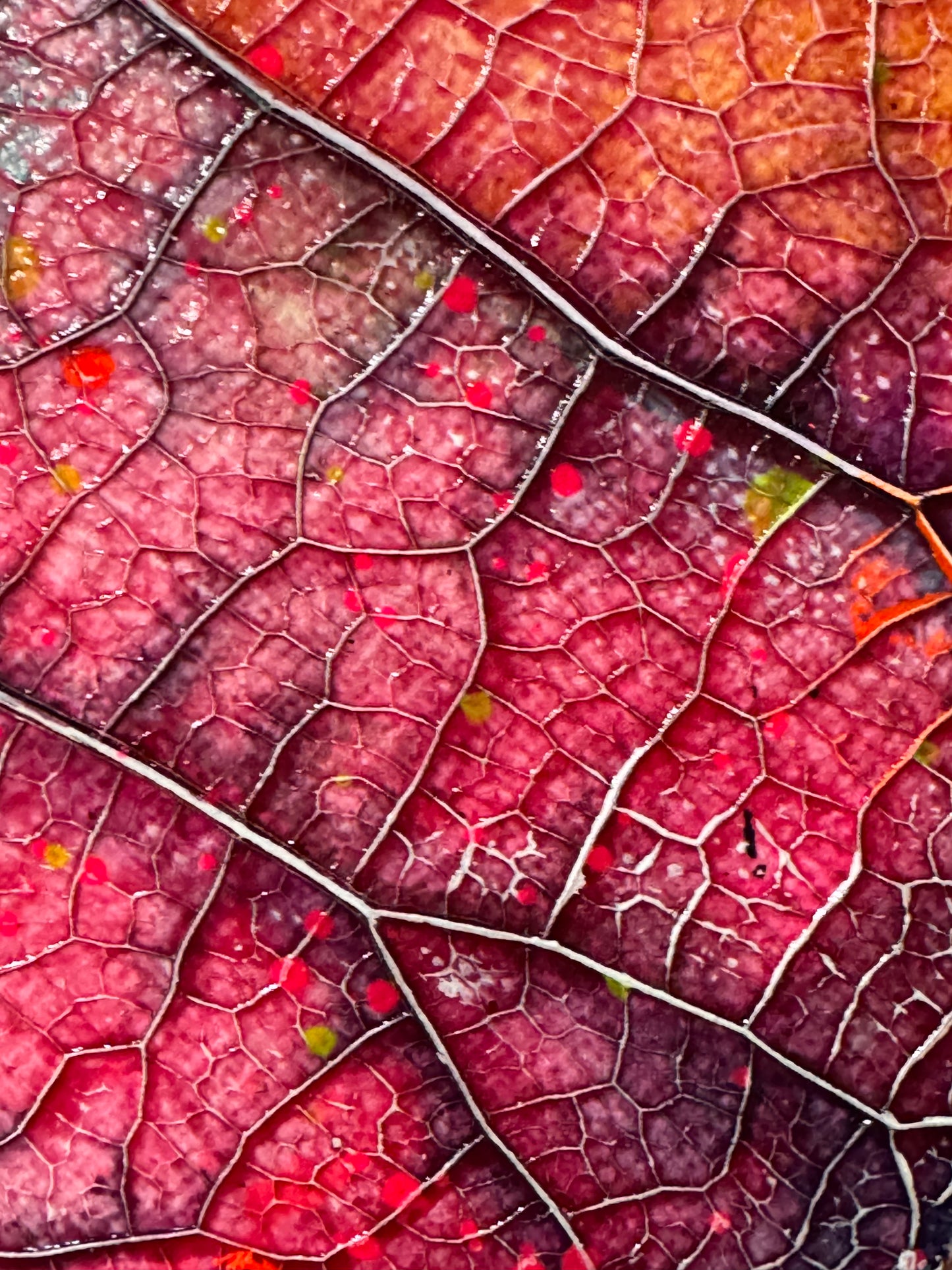 Lotus round painting diameter 50 cm