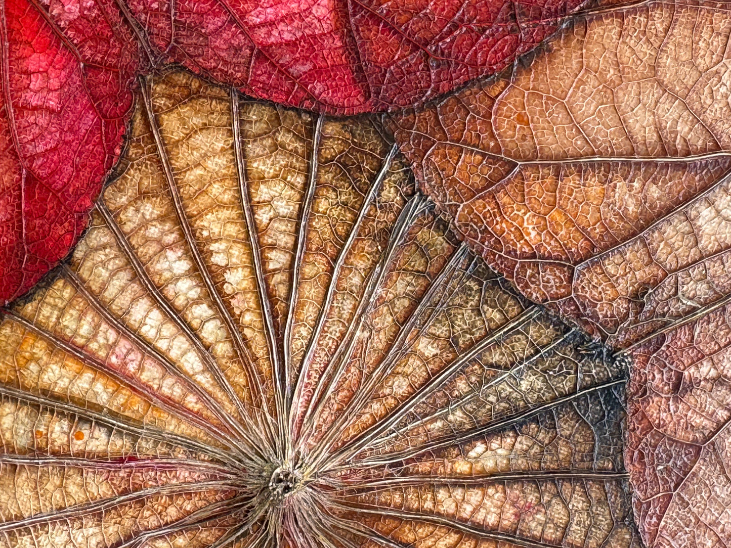 Lotus painting 40 cm x 40 cm red