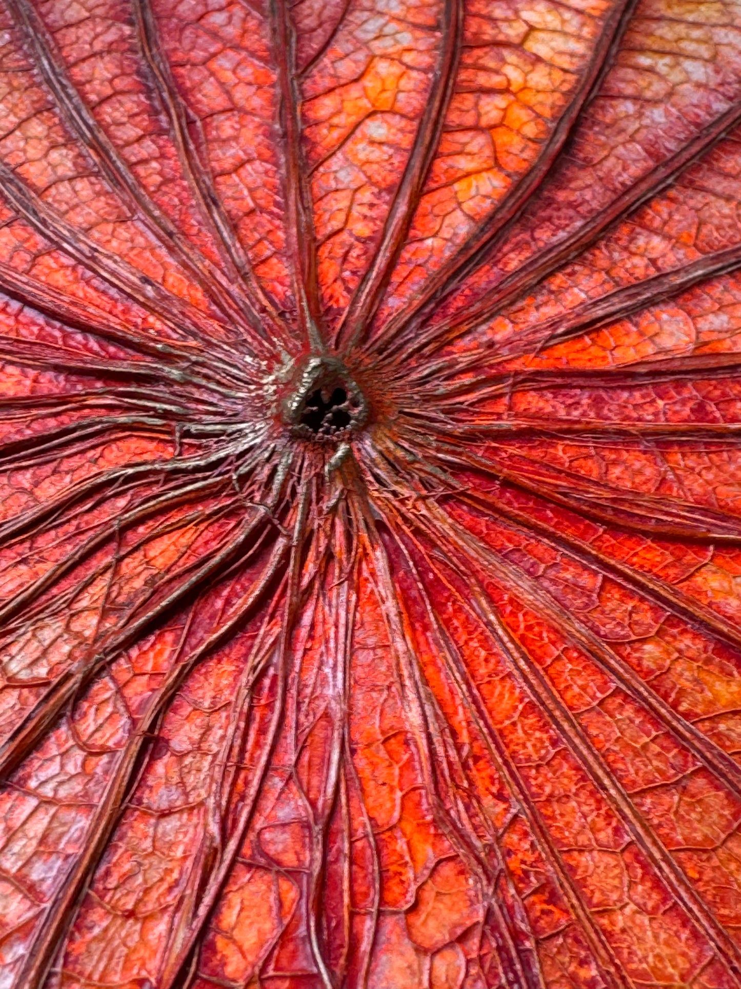 Lotus painting 40 cm x 40 cm red