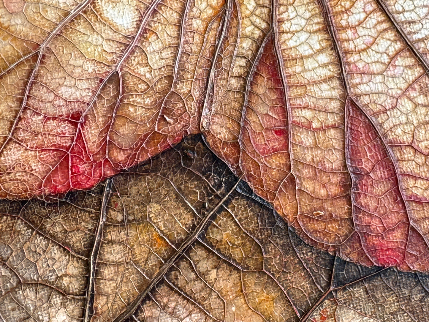 Lotus painting 40 cm x 40 cm red