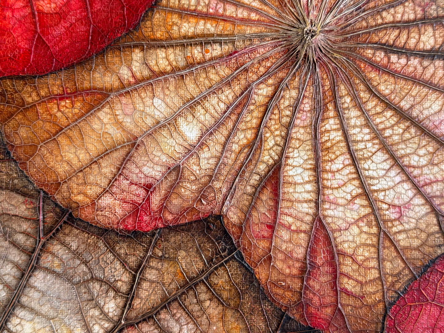 Lotus painting 40 cm x 40 cm red